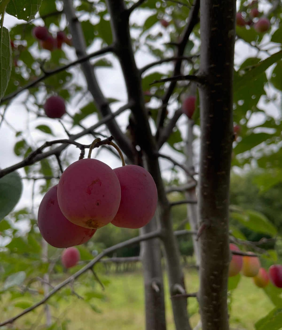 A wild plum that looks like Canada plum, photograph 4 of 5