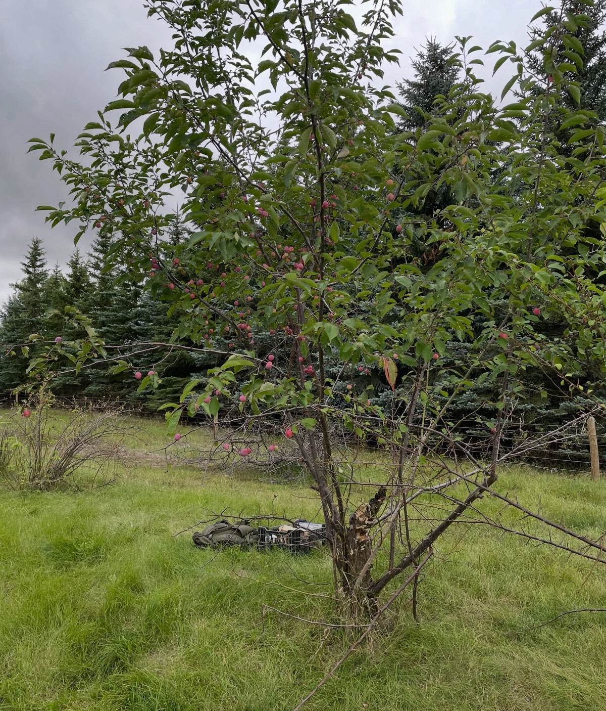 A wild plum that looks like Canada plum, photograph 5 of 5