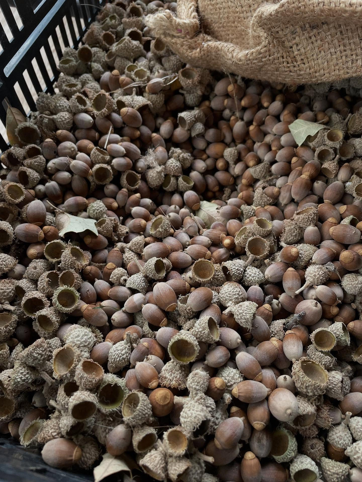 acorns are available on our shop