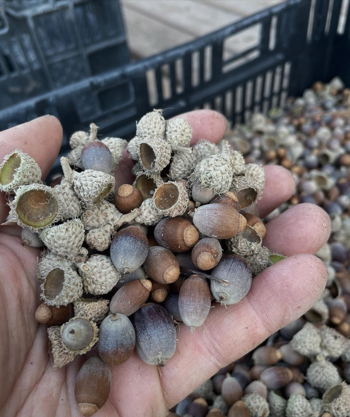 acorns collected over a few days from one tree with a set of tarps, image 1 of 3