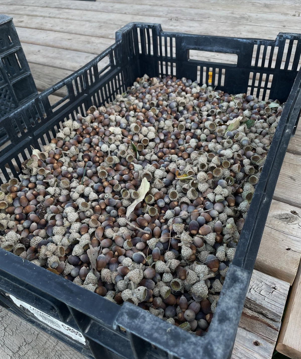acorns collected over a few days from one tree with a set of tarps, image 2 of 3