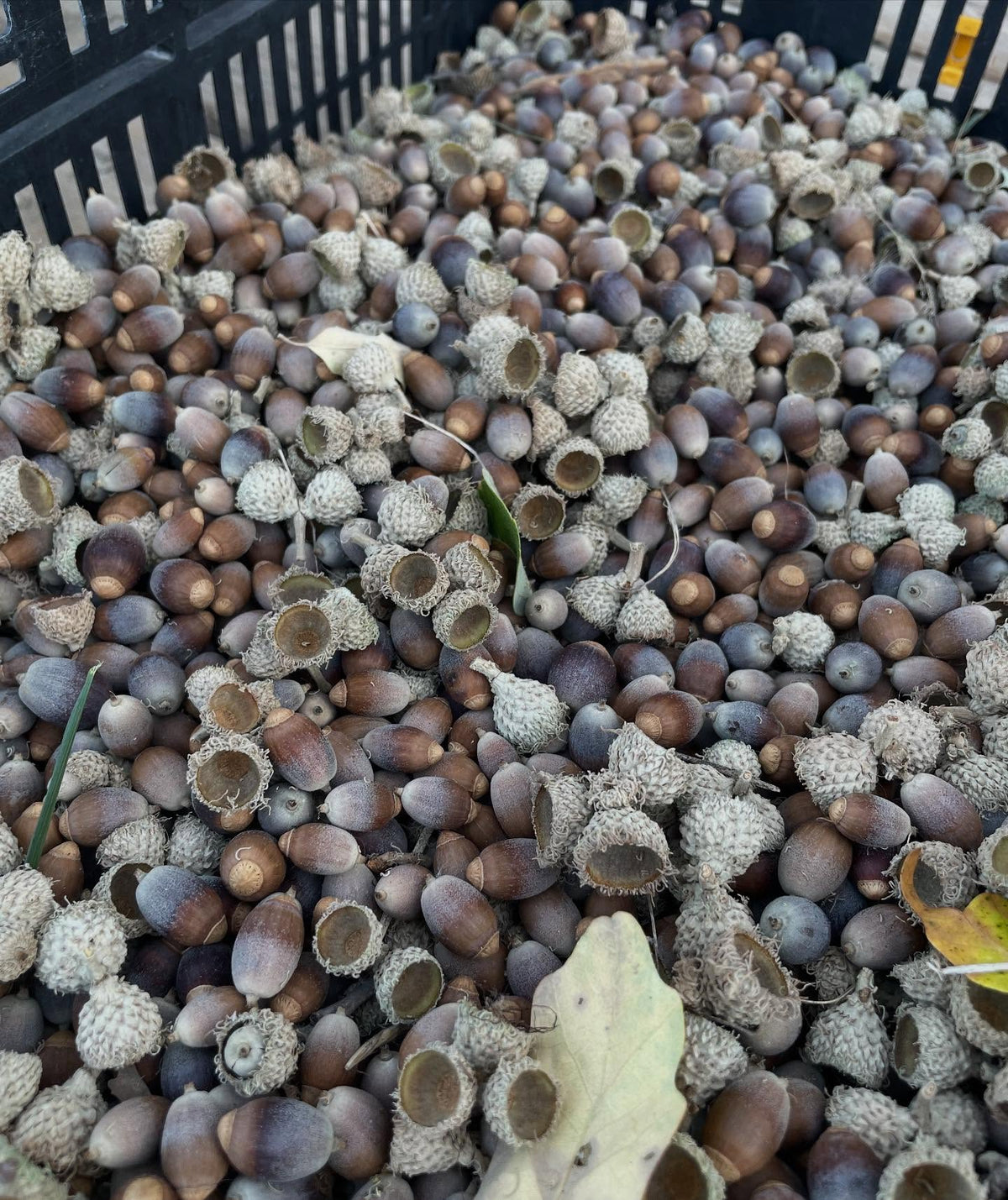 acorns collected over a few days from one tree with a set of tarps, image 3 of 3