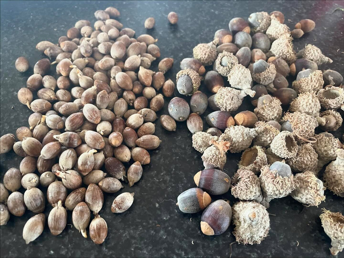 acorns from last fall (left) and today, looks different right, image 1 of 4