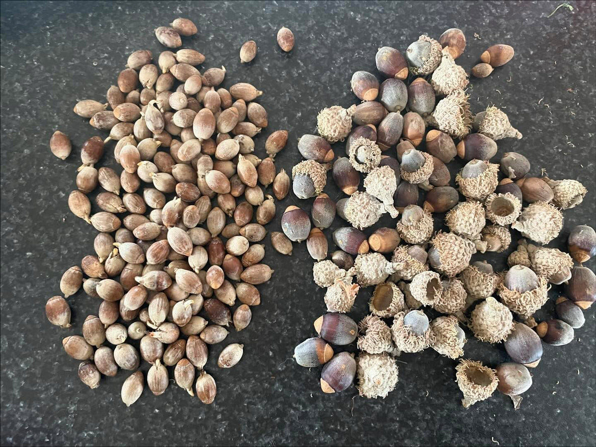 acorns from last fall (left) and today, looks different right, image 2 of 4