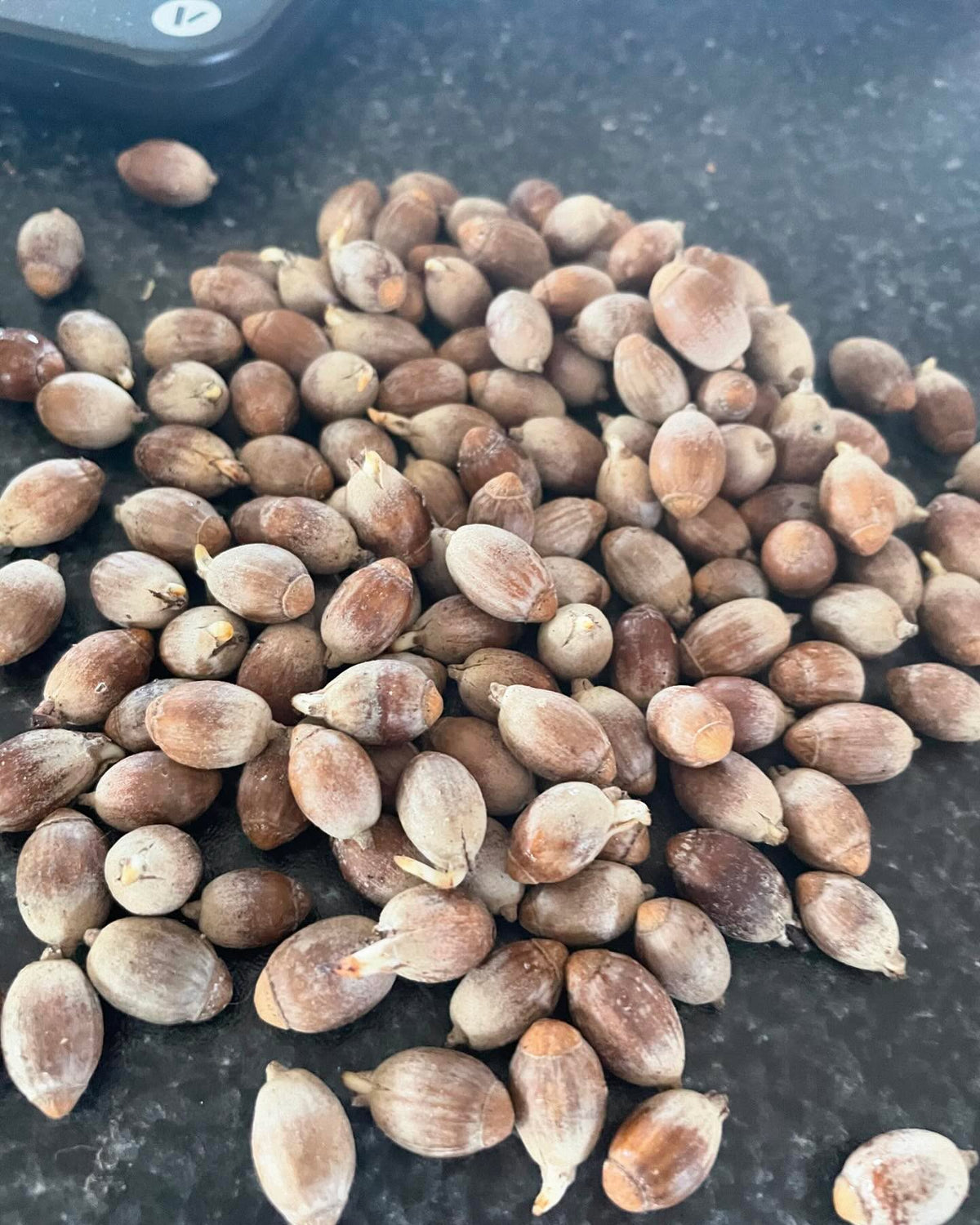 acorns from last fall (left) and today, looks different right, image 3 of 4