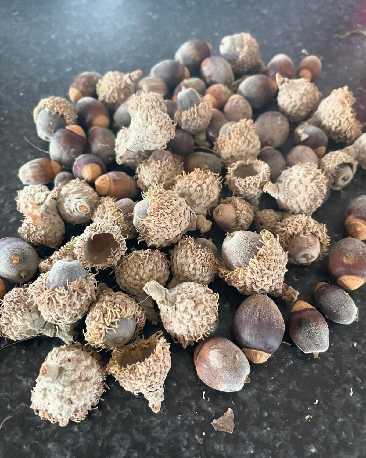 acorns from last fall (left) and today, looks different right, image 4 of 4