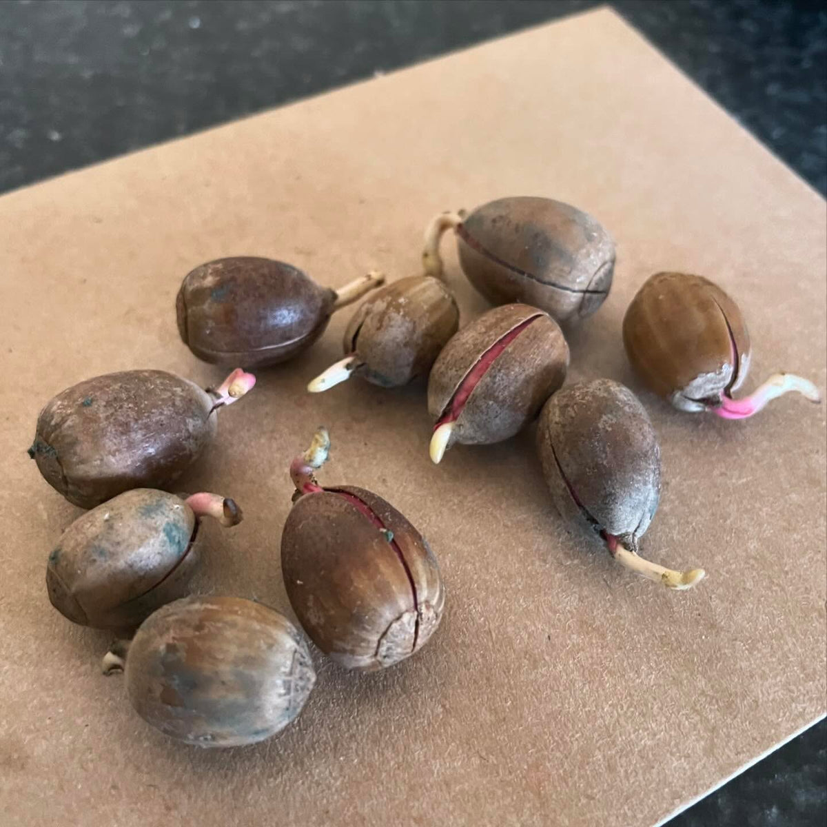 acorns still viable after storage for 10 months in refrigeration, image 1 of 2