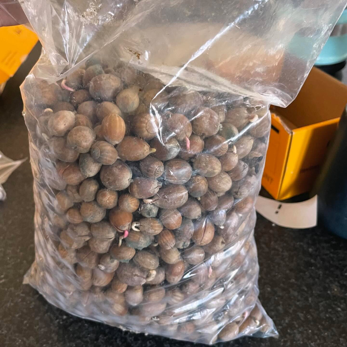 acorns still viable after storage for 10 months in refrigeration, image 2 of 2