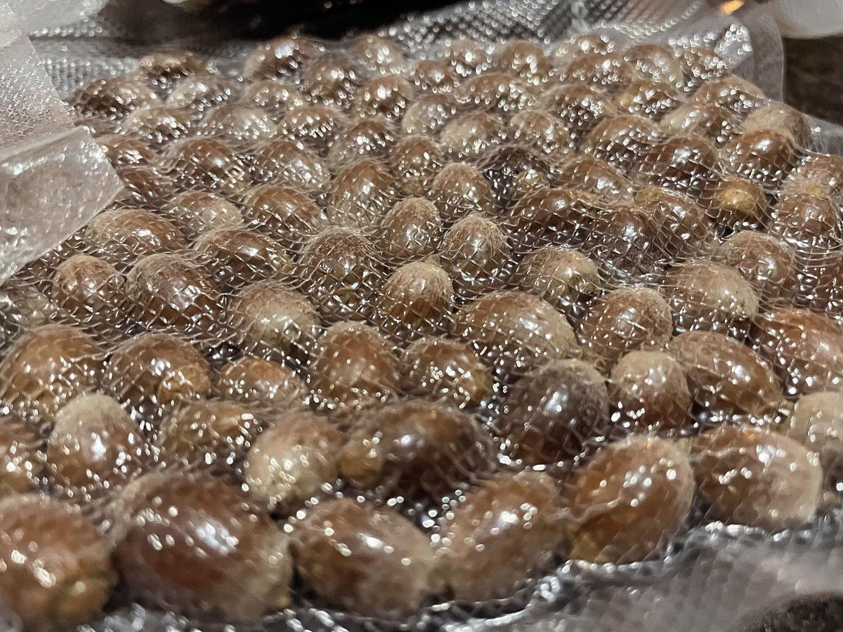 acorns vacuum sealed are so cool, image 1 of 2