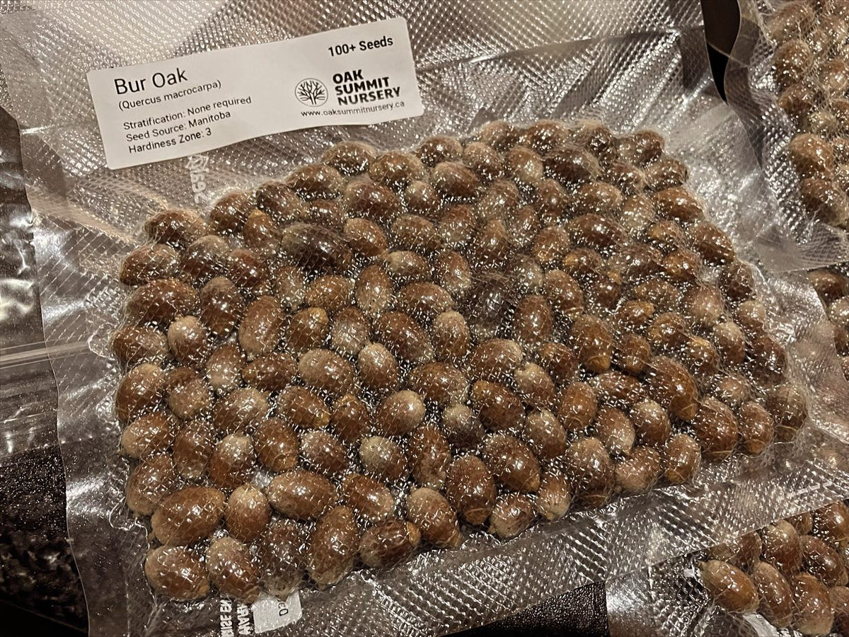 acorns vacuum sealed are so cool, image 2 of 2