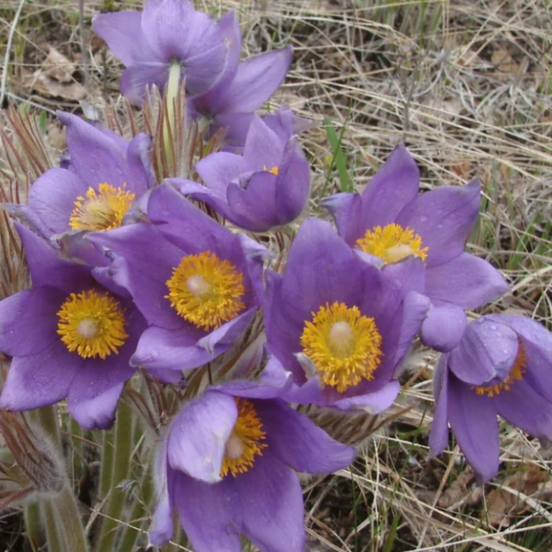 added new Manitoba native wildflowers to our seed shop today, image 1 of 11