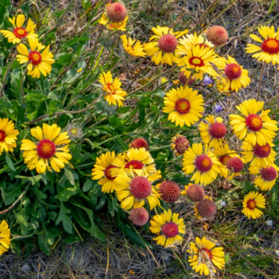 added new Manitoba native wildflowers to our seed shop today, image 2 of 11