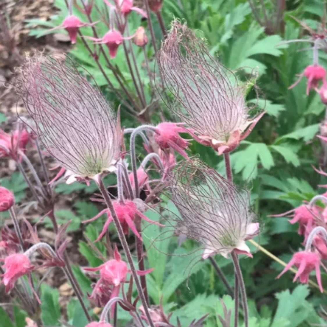 added new Manitoba native wildflowers to our seed shop today, image 3 of 11