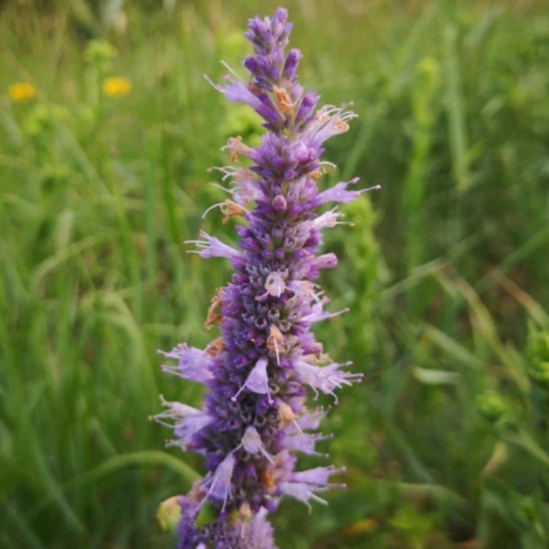 added new Manitoba native wildflowers to our seed shop today, image 4 of 11