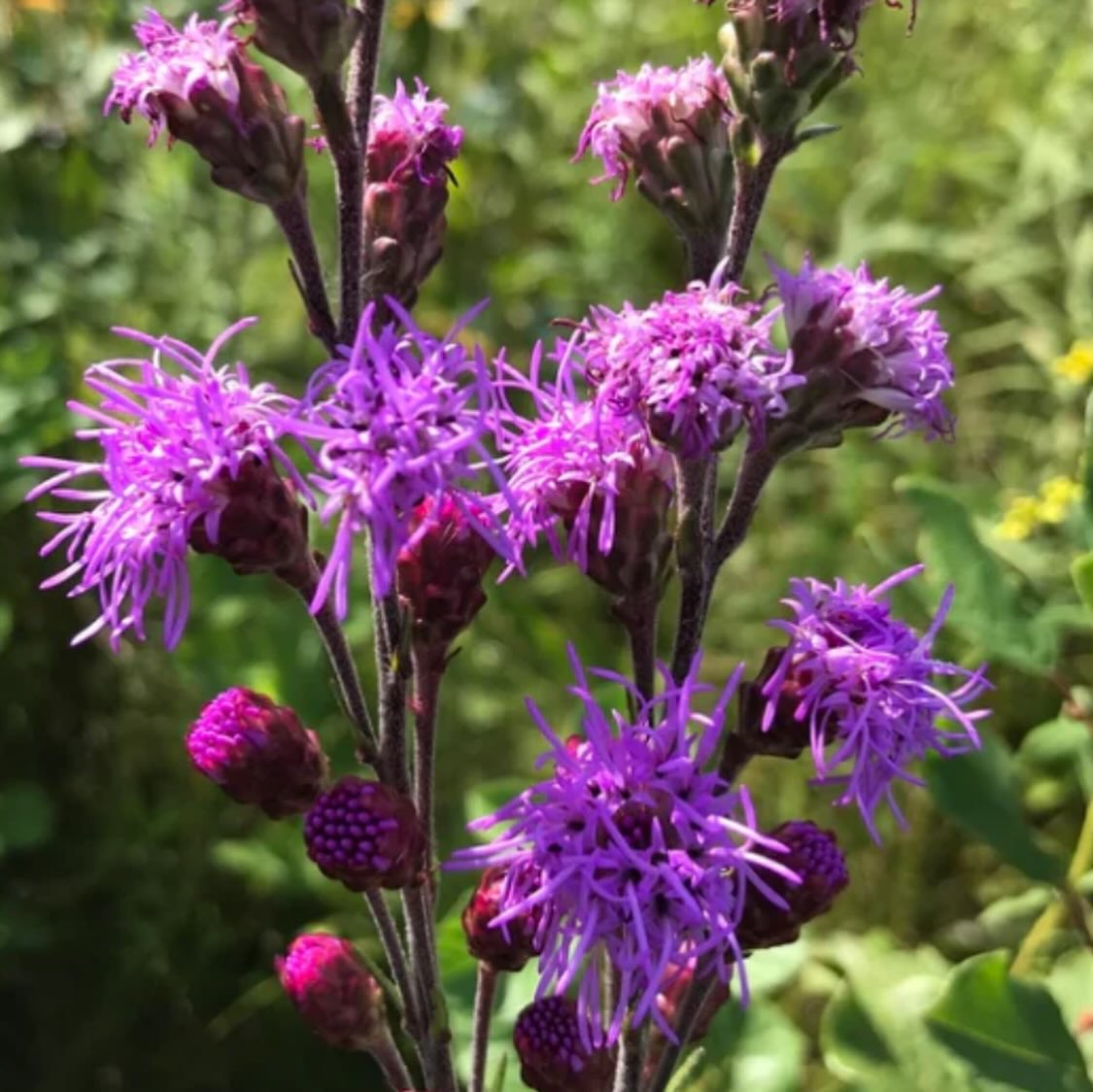 added new Manitoba native wildflowers to our seed shop today, image 5 of 11