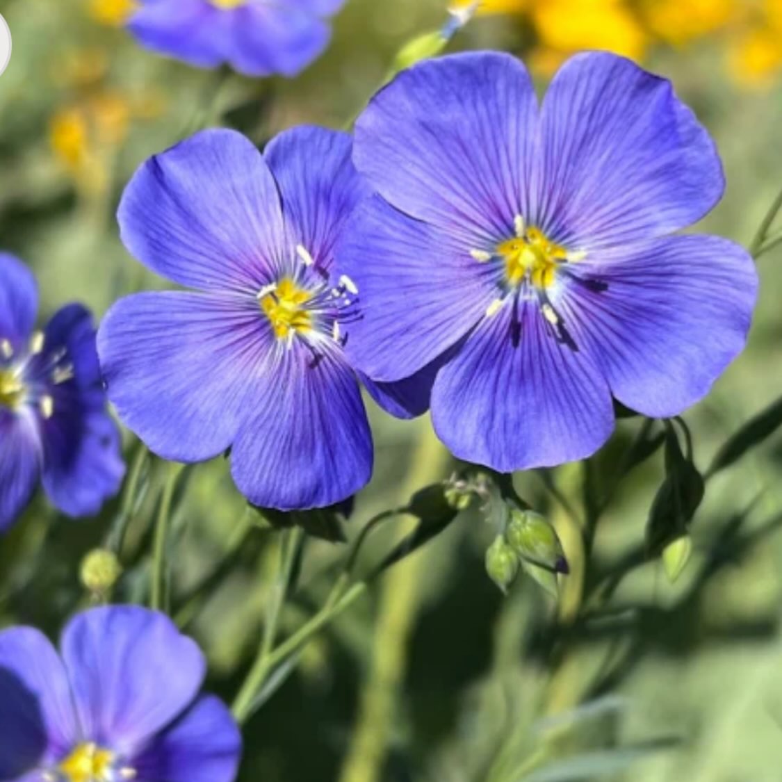 added new Manitoba native wildflowers to our seed shop today, image 6 of 11
