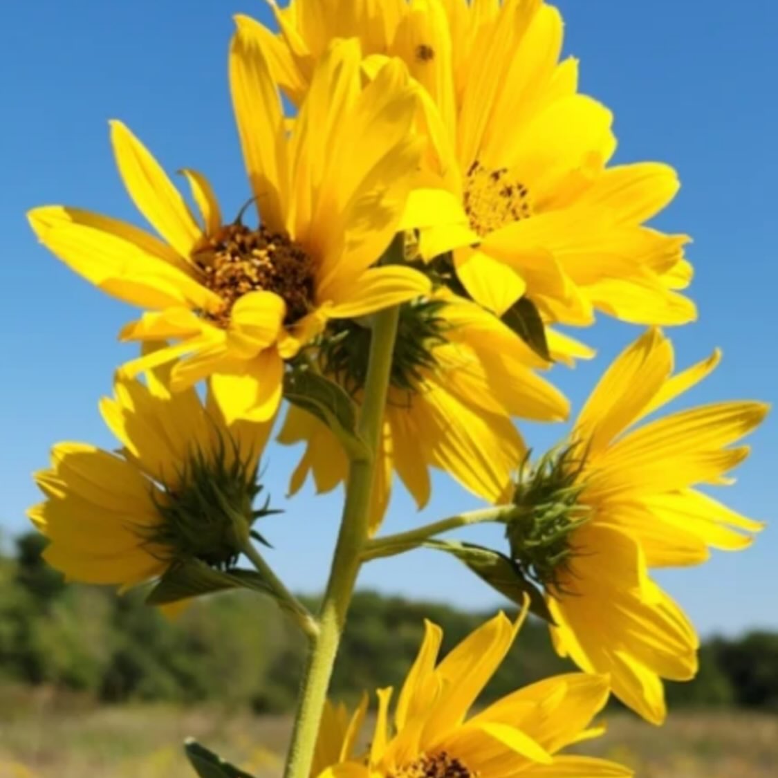 added new Manitoba native wildflowers to our seed shop today, image 7 of 11