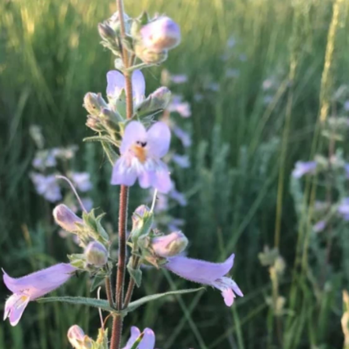 added new Manitoba native wildflowers to our seed shop today, image 8 of 11