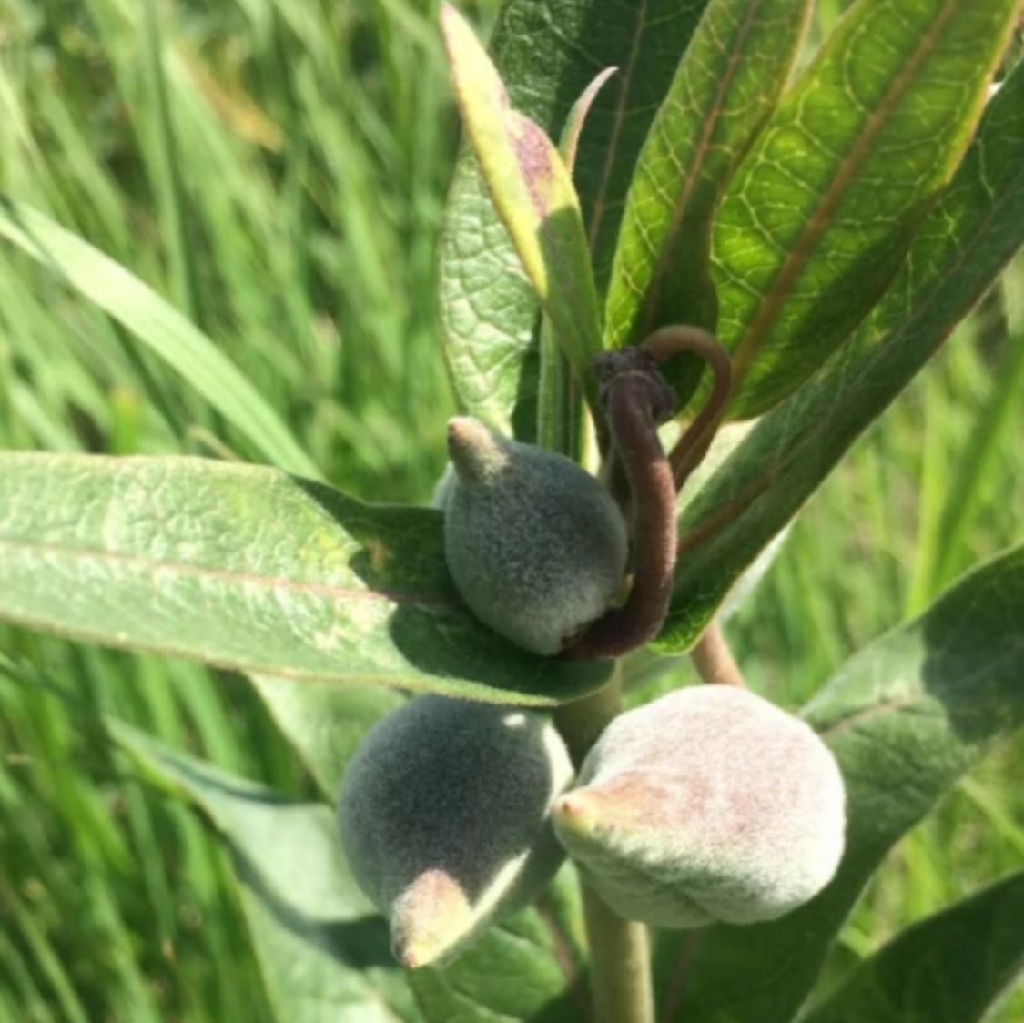 added new Manitoba native wildflowers to our seed shop today, image 9 of 11