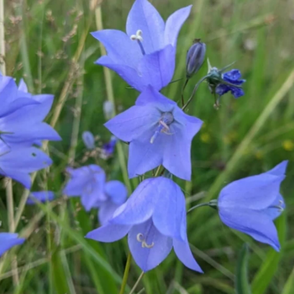 added new Manitoba native wildflowers to our seed shop today, image 10 of 11