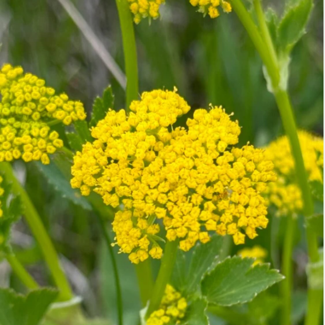 added new Manitoba native wildflowers to our seed shop today, image 11 of 11