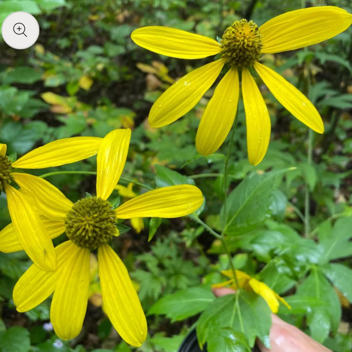 added new seeds to my shop today, I collected all of these last fall locally in southern manitoba, image 1 of 8