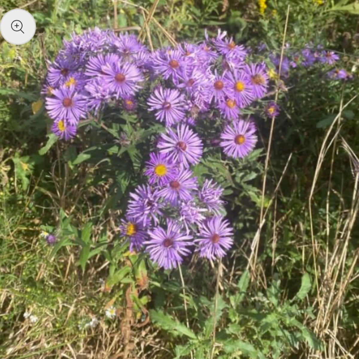added new seeds to my shop today, I collected all of these last fall locally in southern manitoba, image 3 of 8