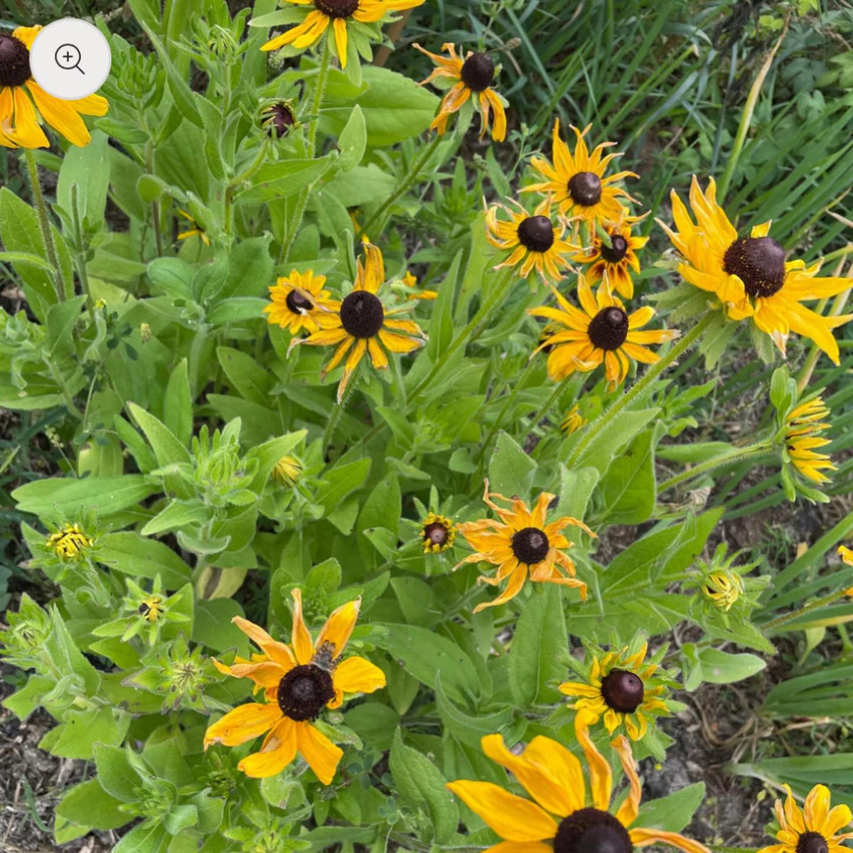 added new seeds to my shop today, I collected all of these last fall locally in southern manitoba, image 5 of 8