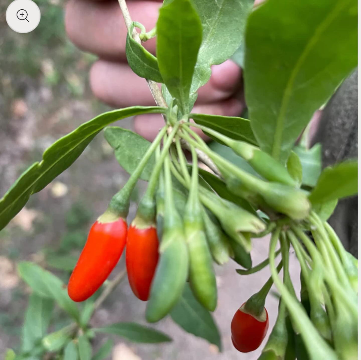 added new seeds to my shop today, I collected all of these last fall locally in southern manitoba, image 7 of 8