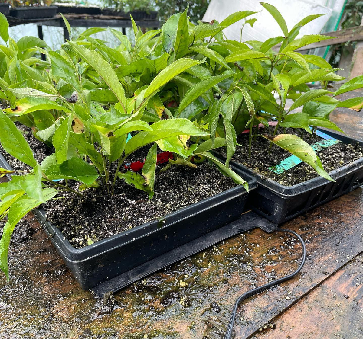 added some bottom heat to a few trays to speed up rooting, maybe this is a good strategy late in the season