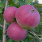 Alberta Red apples on a young graft, image 1 of 5