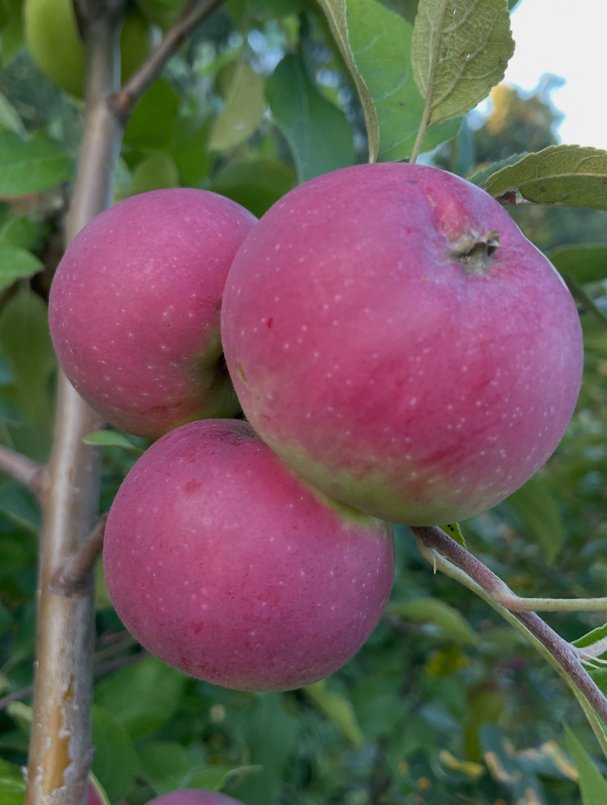 Alberta Red apples on a young graft, image 1 of 5