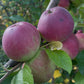 Alberta Red apples on a young graft, image 2 of 5