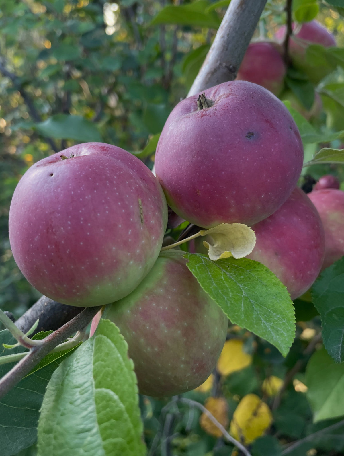 Alberta Red apples on a young graft, image 2 of 5