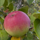 Alberta Red apples on a young graft, image 3 of 5