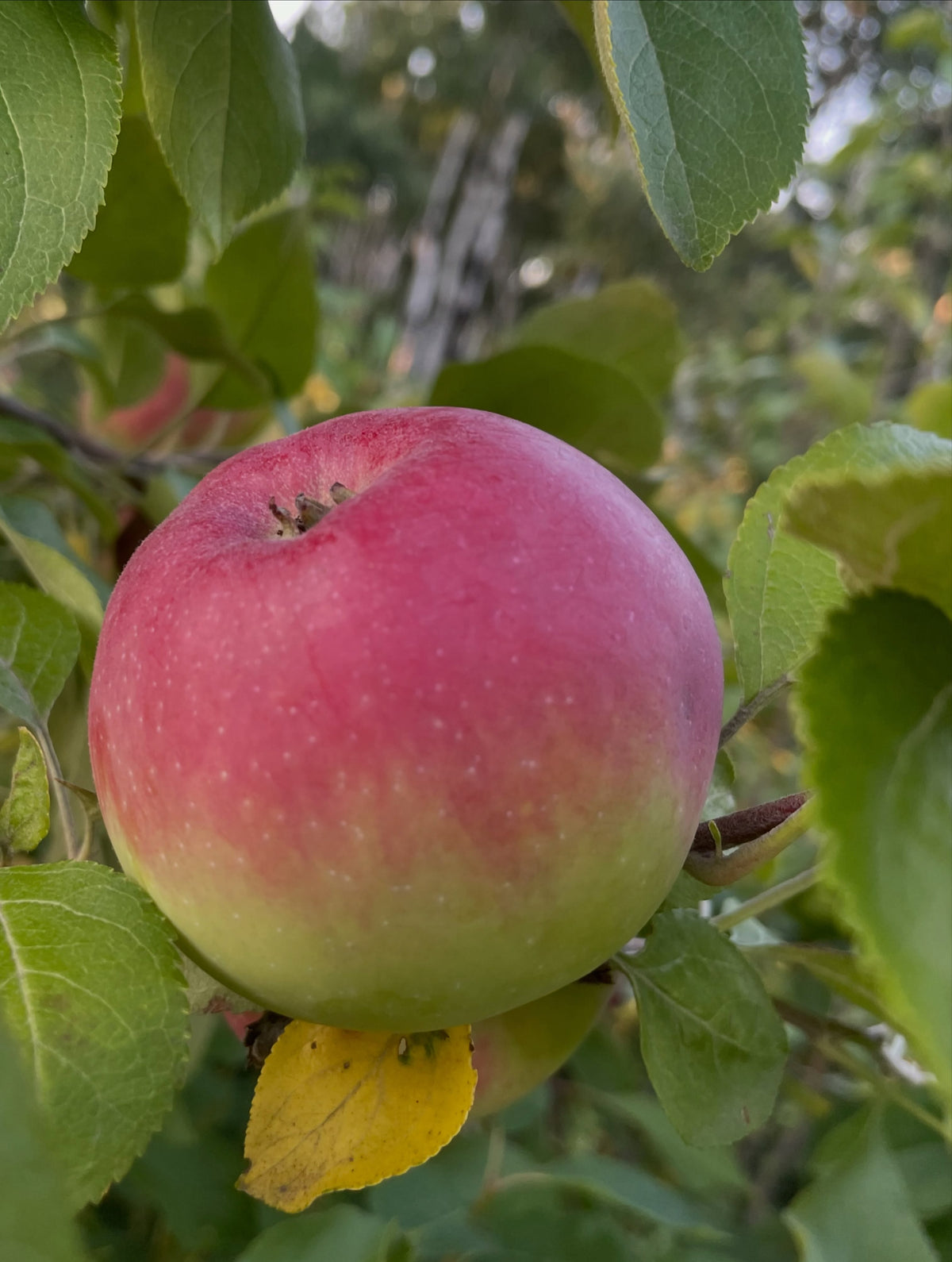 Alberta Red apples on a young graft, image 3 of 5