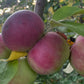 Alberta Red apples on a young graft, image 4 of 5