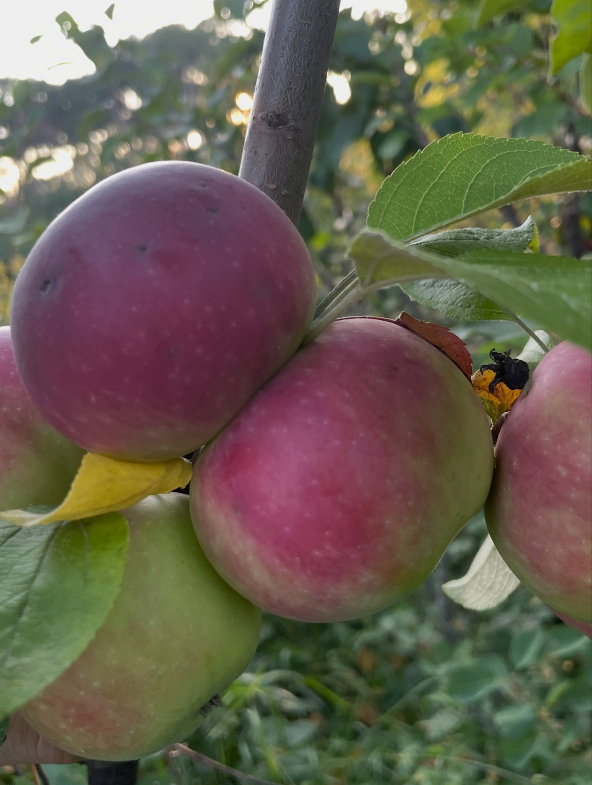 Alberta Red apples on a young graft, image 4 of 5