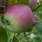 Alberta Red apples on a young graft, image 5 of 5