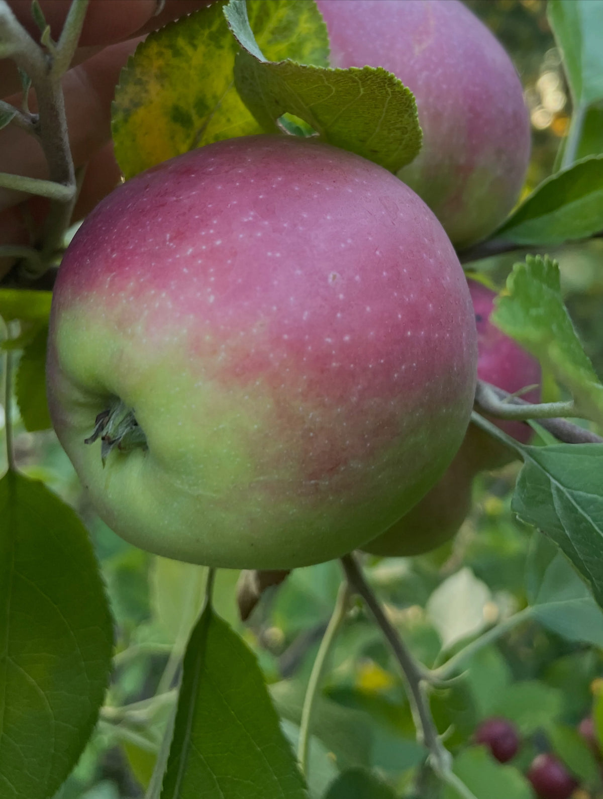 Alberta Red apples on a young graft, image 5 of 5