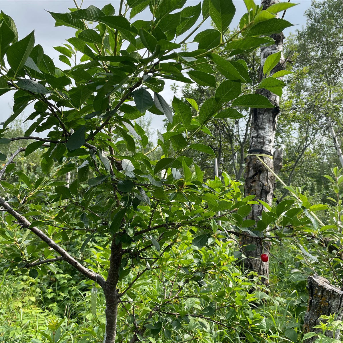 all of the evans cherry trees in my orchard had about one cherry on them this year