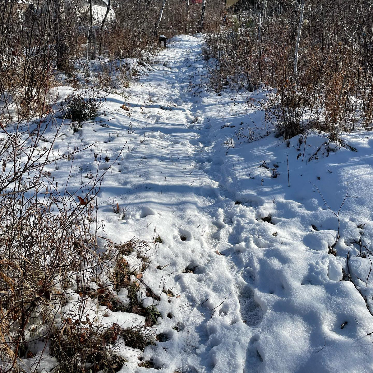 all of this snow is going to melt within a few days and I can finish fall nursery work