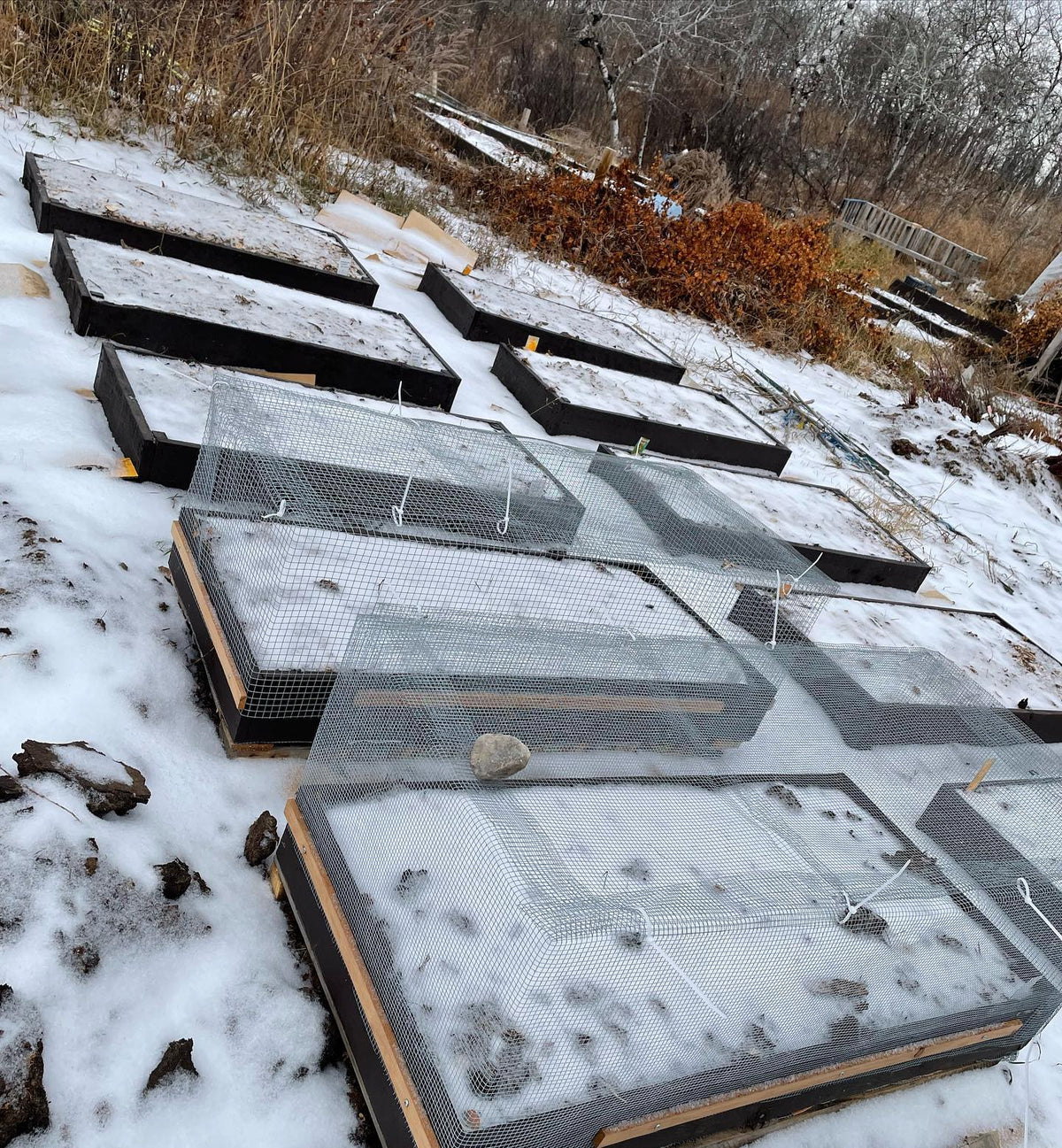 all the beds around our small nursery are frozen now and will be covered in snow until April, image 1 of 2