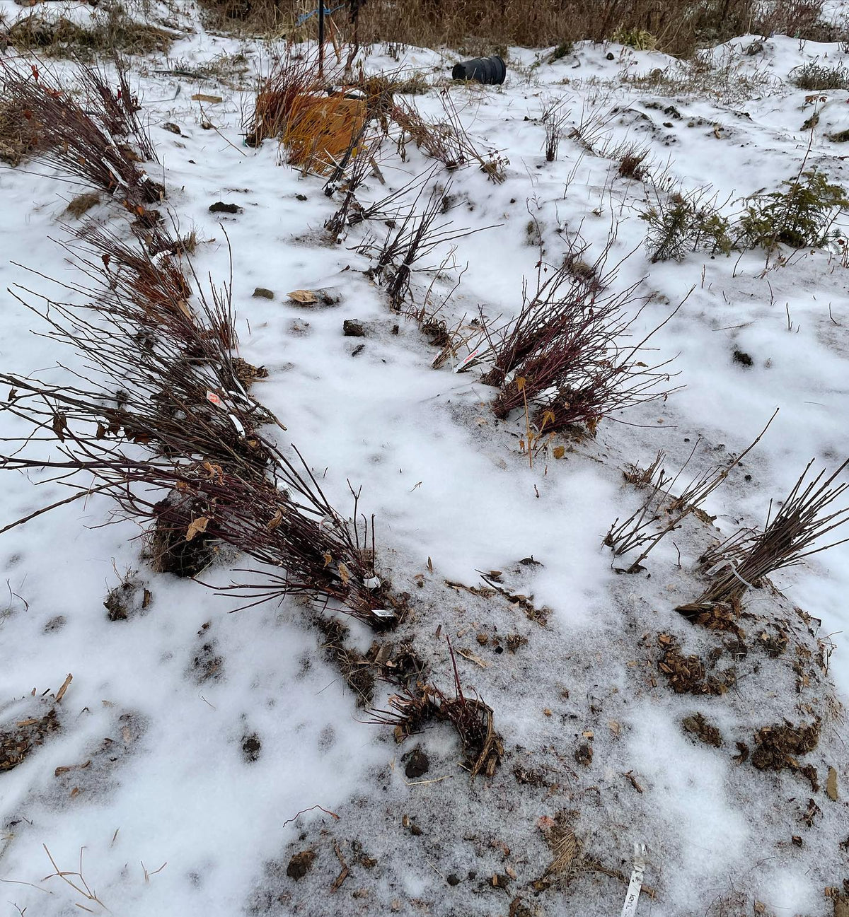 all the beds around our small nursery are frozen now and will be covered in snow until April, image 2 of 2