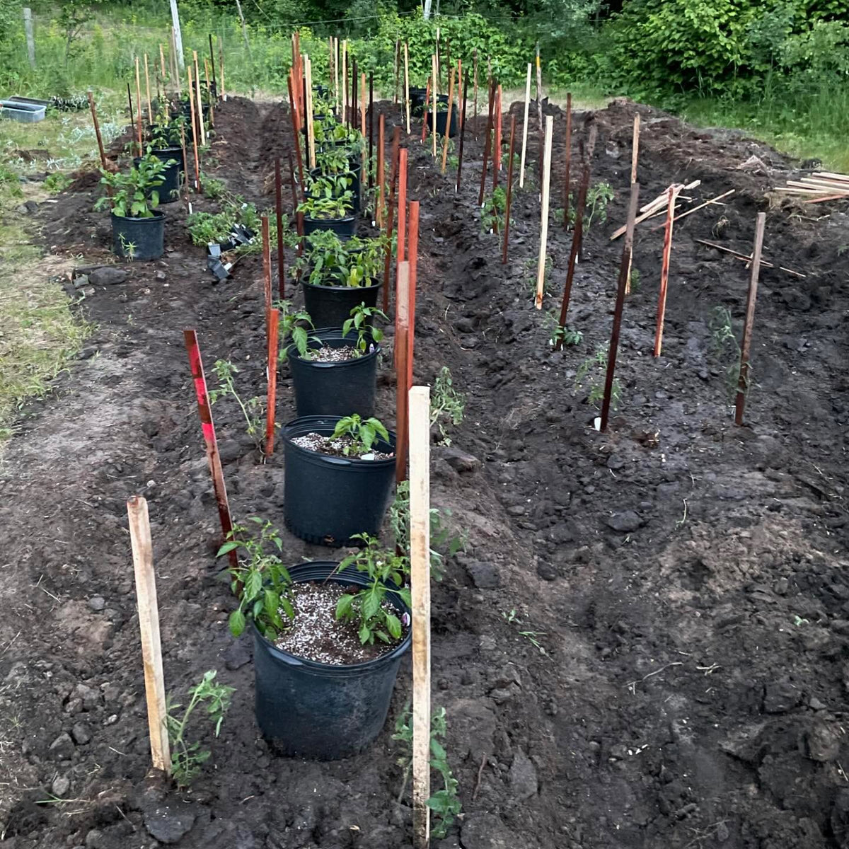 almost done planting