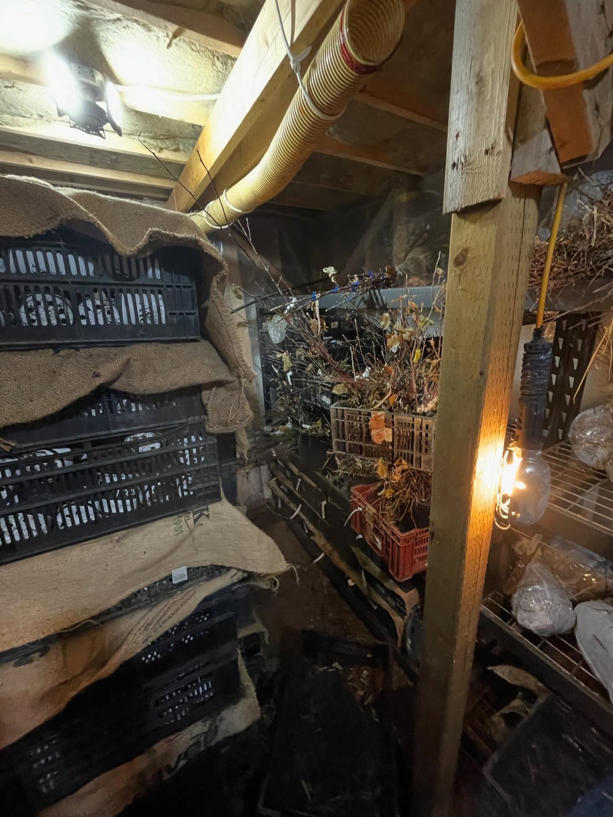 almost done taking stock, this is my office today, inside the root cellar counting bins of apple trees, image 1 of 3