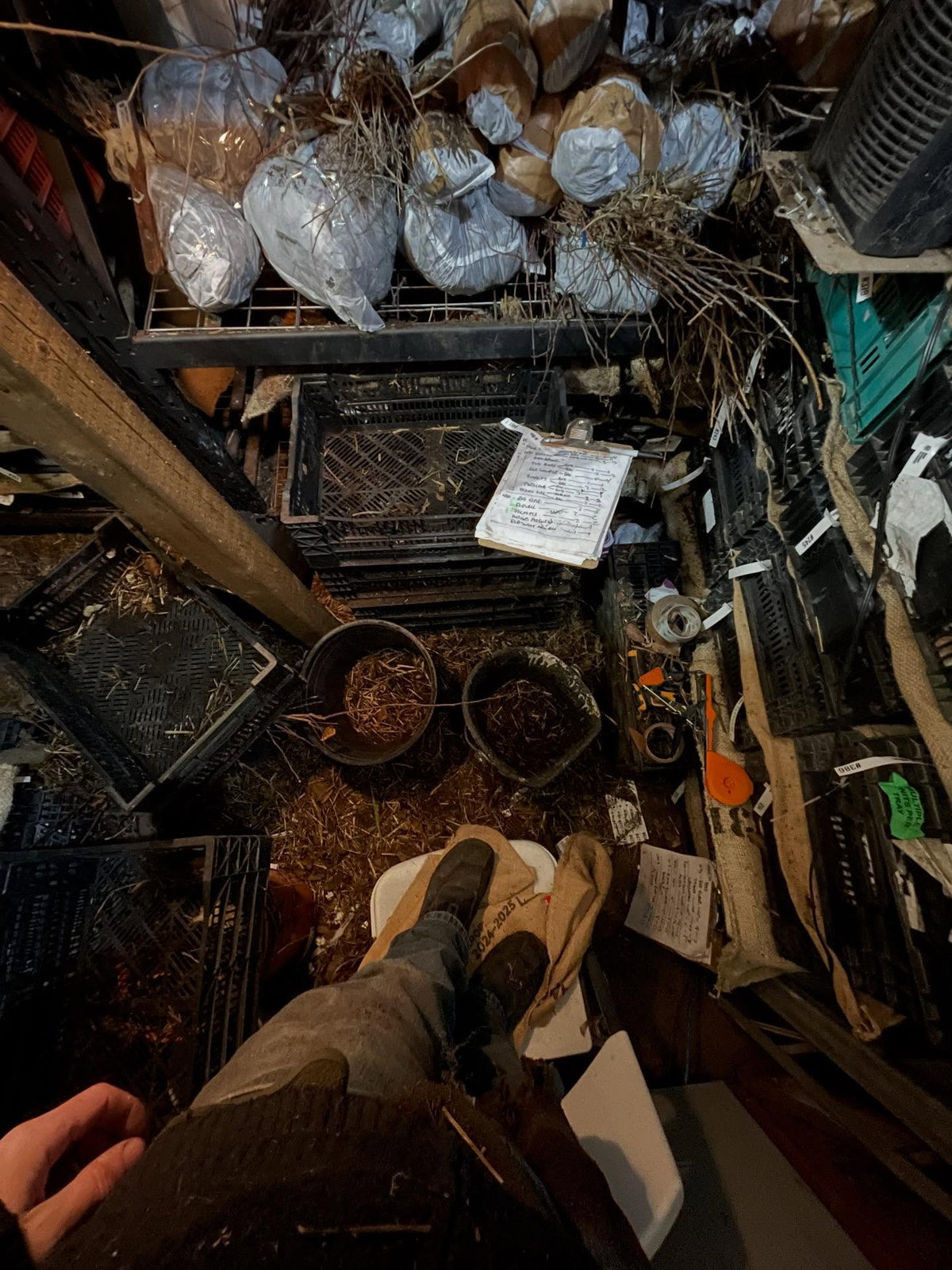 almost done taking stock, this is my office today, inside the root cellar counting bins of apple trees, image 2 of 3