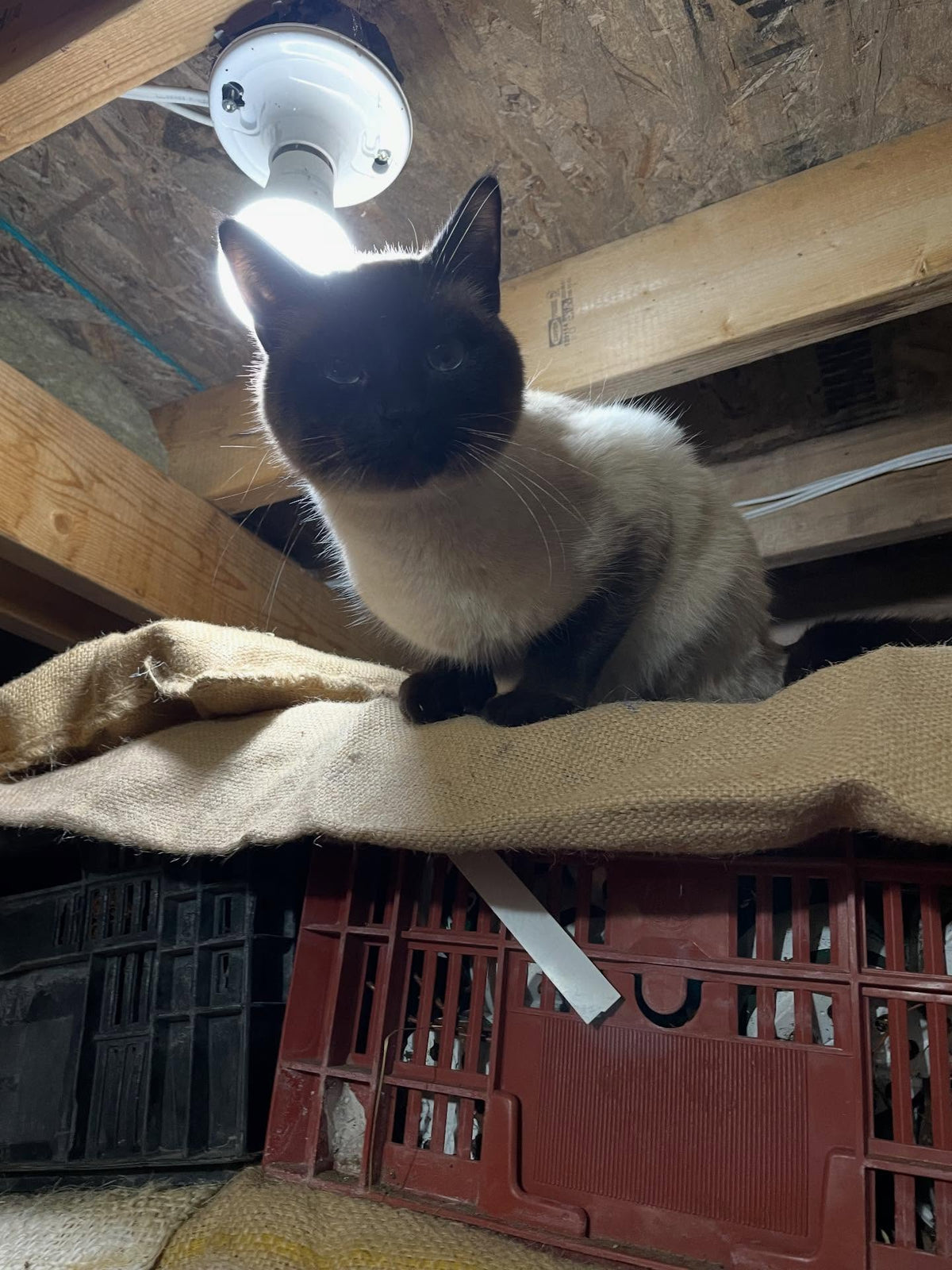 almost done taking stock, this is my office today, inside the root cellar counting bins of apple trees, image 3 of 3