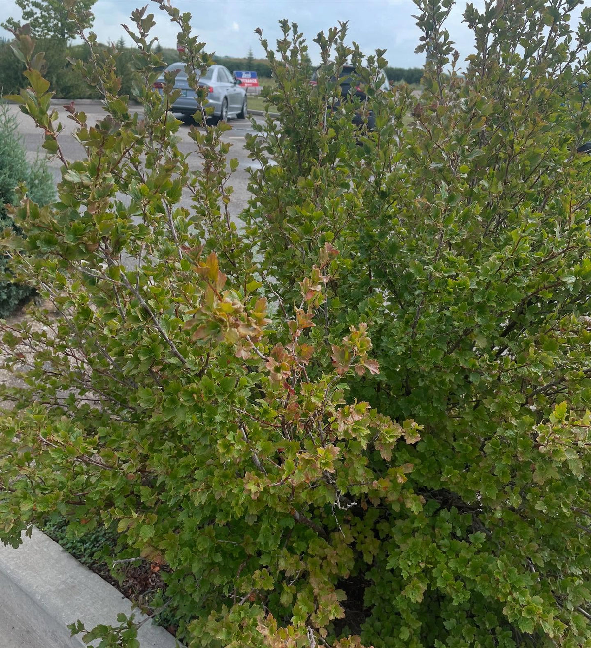 alpine currant, cool parking lot find, image 1 of 3