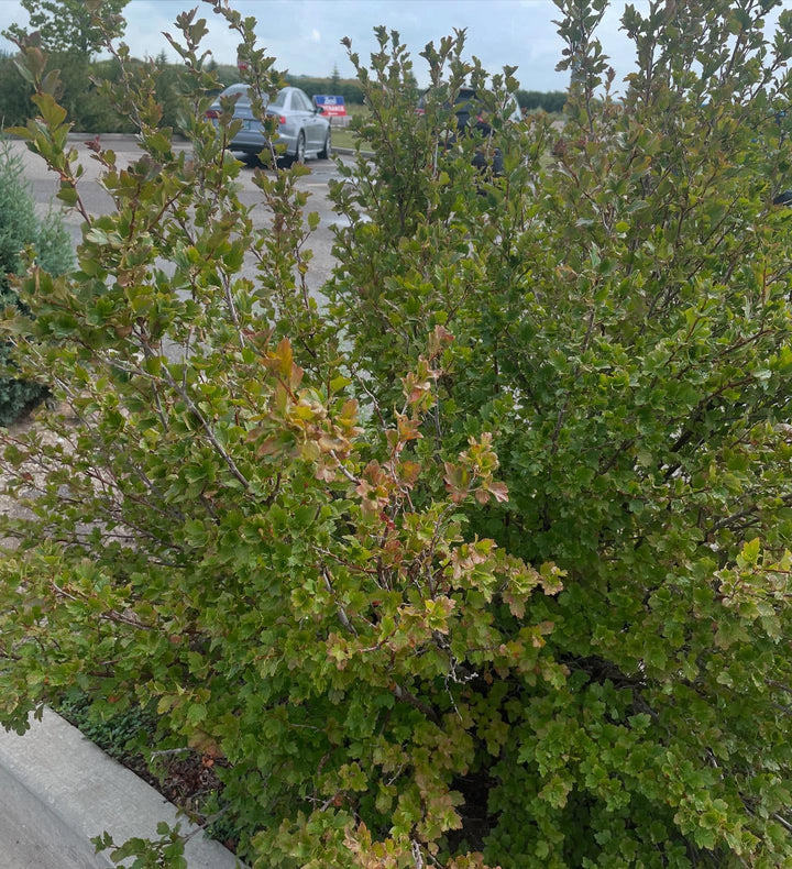 alpine currant, cool parking lot find, image 1 of 3
